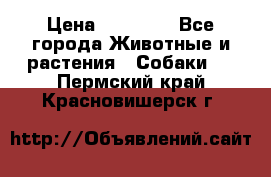 French Bulldog Female › Цена ­ 26 900 - Все города Животные и растения » Собаки   . Пермский край,Красновишерск г.